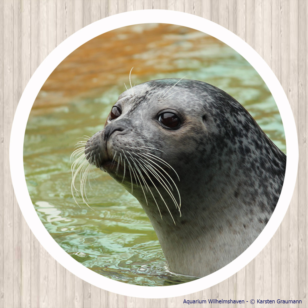 Seehund im Aquarium Wilhelmshaven