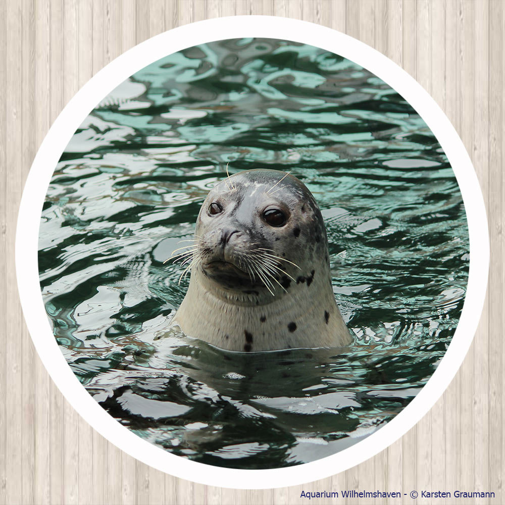 Seehund im Aquarium Wilhelmshaven