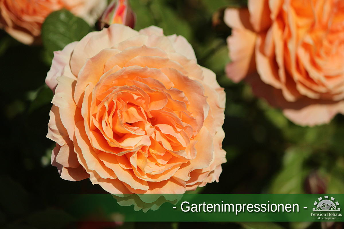 Rose im Rosengarten der Pension Hohaus